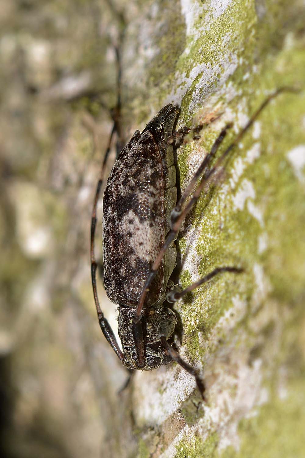 Leiopus nebulosus, Cerambycidae